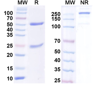 Kv2.2 K+ channel Mouse Monoclonal Antibody