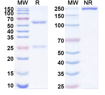 Kv2.2 K+ channel Mouse Monoclonal Antibody