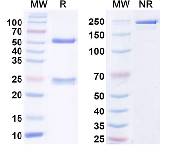 FGF14/FHF4 Mouse Monoclonal Antibody