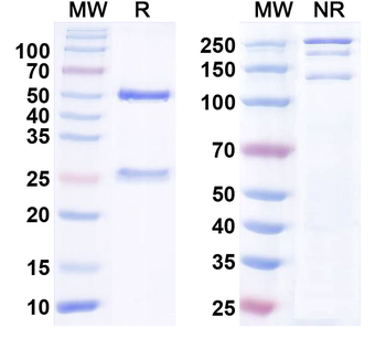 FGF13/FHF2 Mouse Monoclonal Antibody