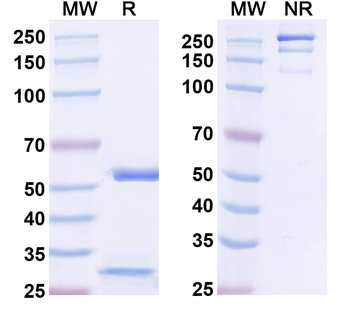 KCTD13 Mouse Monoclonal Antibody