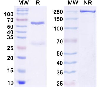 Stonin-2 Mouse Monoclonal Antibody