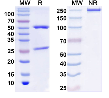 Thorase/Atad1 Mouse Monoclonal Antibody