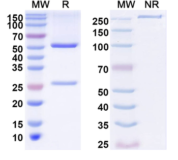 NALCN Mouse Monoclonal Antibody