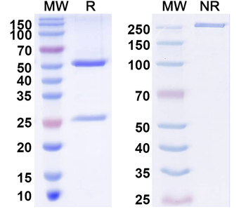NALCN Mouse Monoclonal Antibody