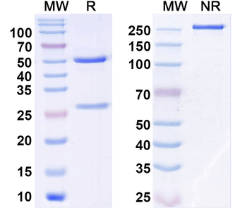 SLC13A5/NaCT Mouse Monoclonal Antibody