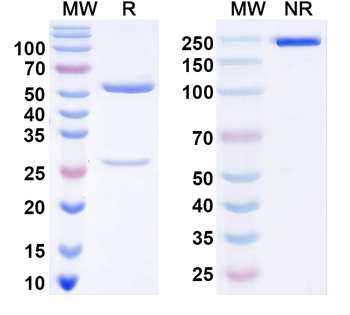 Histone H3.3 Mouse Monoclonal Antibody