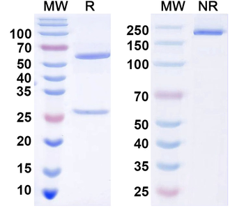 PARIS/ZNF746 Mouse Monoclonal Antibody