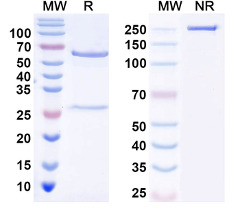 PARIS/ZNF746 Mouse Monoclonal Antibody