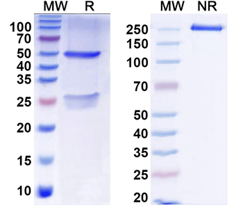 Tmem119 Mouse Monoclonal Antibody