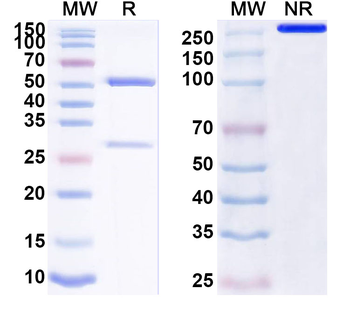 Tmem119 Mouse Monoclonal Antibody