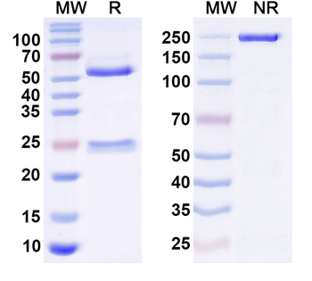 Arl13b Mouse Monoclonal Antibody
