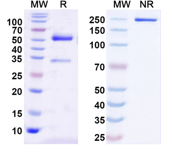 MOG Mouse Monoclonal Antibody