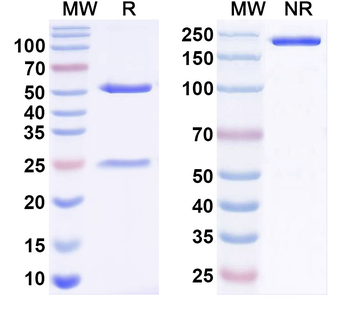TrkB Mouse Monoclonal Antibody