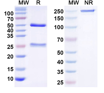 Kir6.1 K+ channel Mouse Monoclonal Antibody