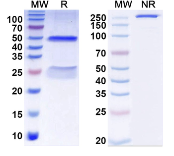 ITPR Mouse Monoclonal Antibody