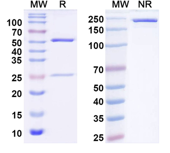 Kir2.2 K+ channel Mouse Monoclonal Antibody