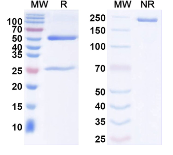 Ankyrin-G Mouse Recombinant Antibody