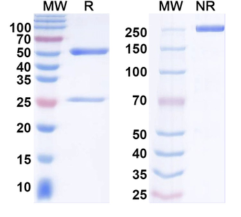 Ankyrin-G Mouse Monoclonal Antibody