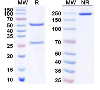 GAD65/67 Mouse Monoclonal Antibody