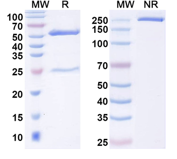 GAD65/67 Mouse Monoclonal Antibody