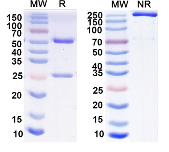 Neurexin-1-Beta Mouse Monoclonal Antibody