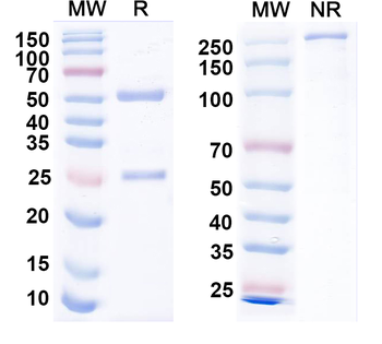 Cav 2.2 Mouse Monoclonal Antibody