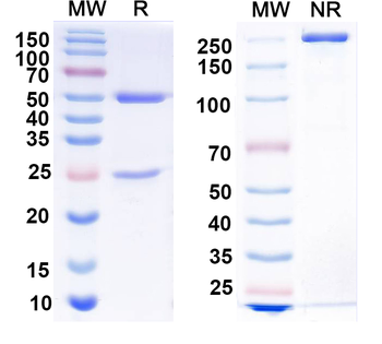 MECP2 Mouse Monoclonal Antibody