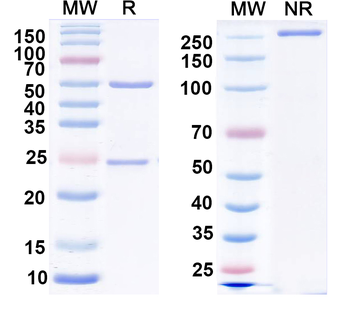 GluA2/GluR2 glutamate receptor Mouse Monoclonal Antibody