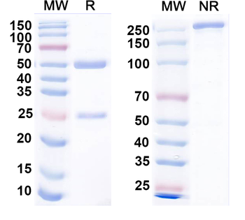 Dopamine D3 receptor Mouse Monoclonal Antibody