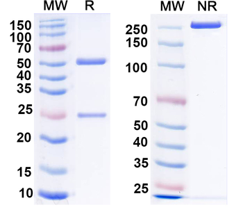 IP3 receptor, type 1 Mouse Monoclonal Antibody