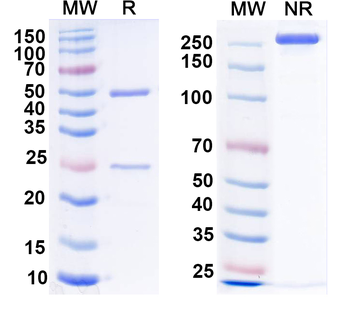 IP3 receptor, type 1 Mouse Monoclonal Antibody