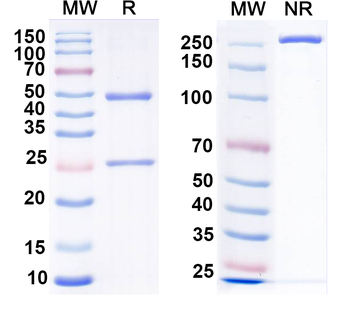 CXCR2 Mouse Monoclonal Antibody