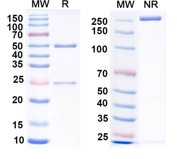 CXCR2 Mouse Monoclonal Antibody