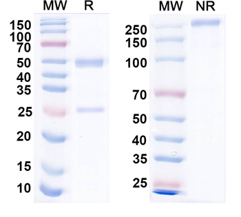 Kv1.4 K+ channel Mouse Monoclonal Antibody