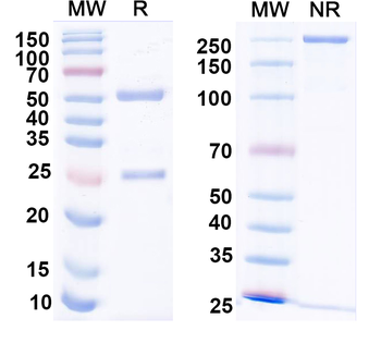 Kv1.3 K+ channel Mouse Monoclonal Antibody