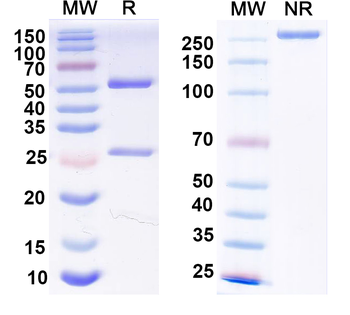 Ataxin-1 Mouse Monoclonal Antibody