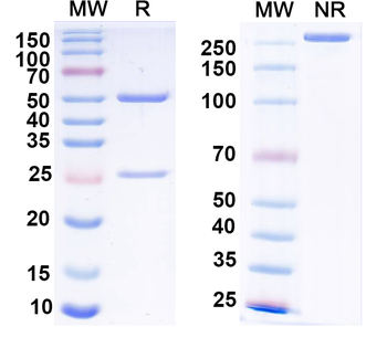 Gs protein, alpha subunit Mouse Monoclonal Antibody