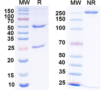 Gs protein, alpha subunit Mouse Monoclonal Antibody