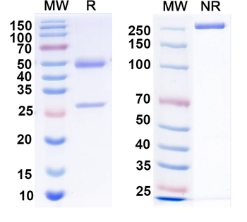 Calbindin Mouse Monoclonal Antibody