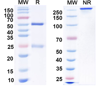 SUR2B Mouse Monoclonal Antibody