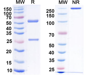 Drp1 Mouse Monoclonal Antibody