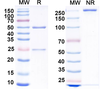 GluN2D/NR2D glutamate receptor Mouse Monoclonal Antibody