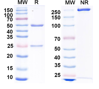 GluN2D/NR2D glutamate receptor Mouse Monoclonal Antibody