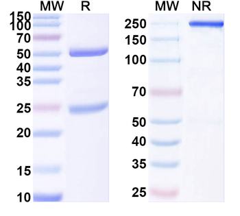TASK1 K+ channel Mouse Monoclonal Antibody