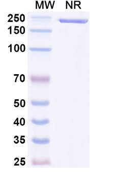 CD87/PLAUR/suPAR Mouse Monoclonal Antibody