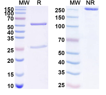 CD329/SIGLEC9 Mouse Monoclonal Antibody