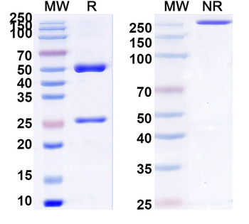 ALPG/ALPPL2 Mouse Monoclonal Antibody