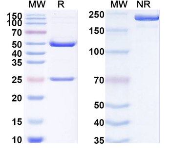 SARS-CoV-2 S2/Spike glycoprotein 2 Mouse Monoclonal Antibody
