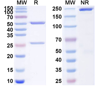 SARS-CoV-2 S2/Spike glycoprotein 2 Mouse Monoclonal Antibody